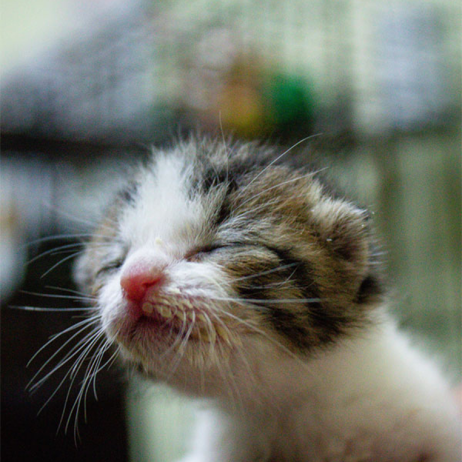 Tis The Season... Kitten &amp; Puppy That Is!