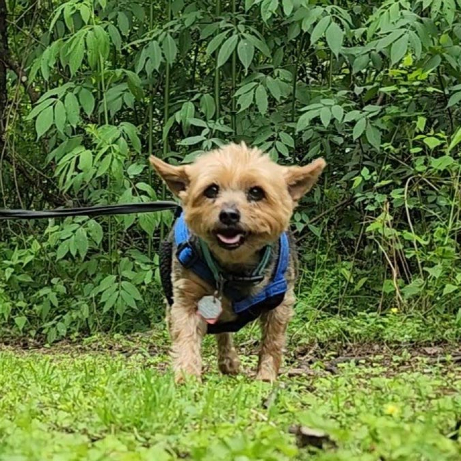 Parks and Recreation - On the Go with Fido