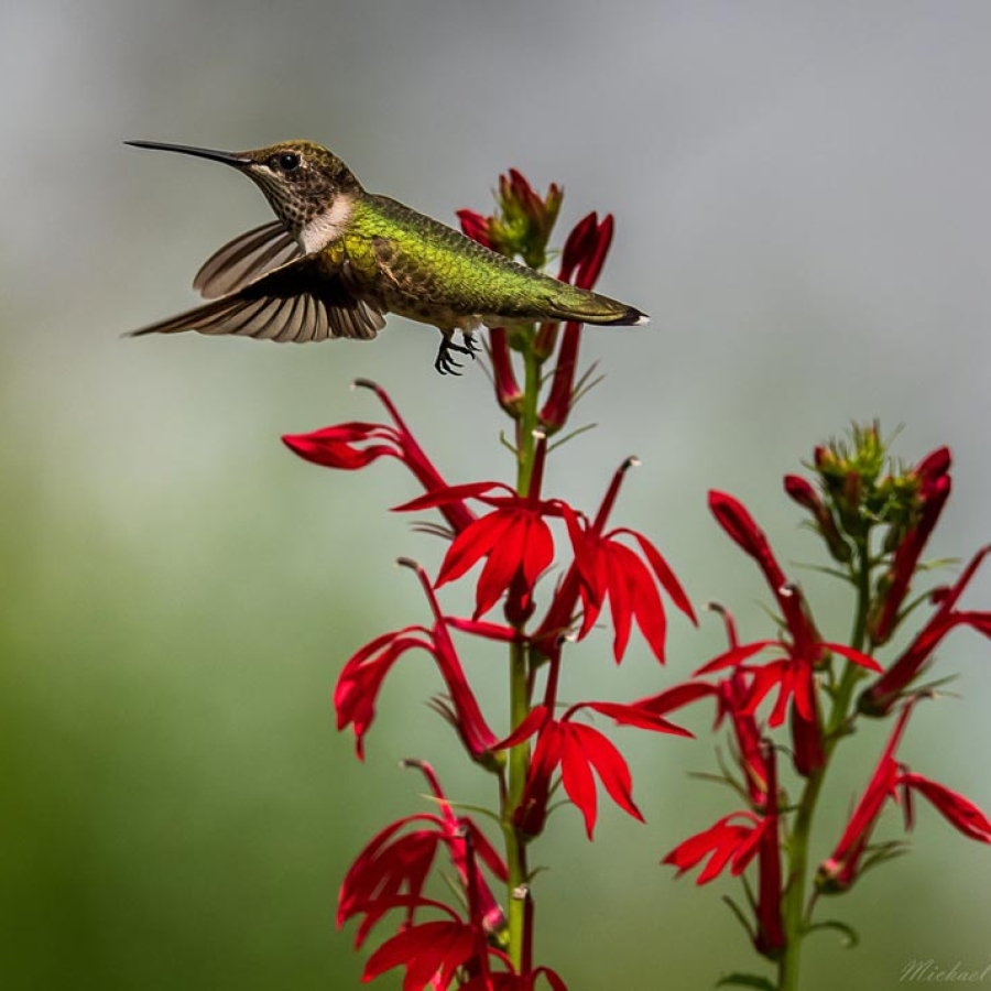 Parks and Recreation - On the Go with Fido