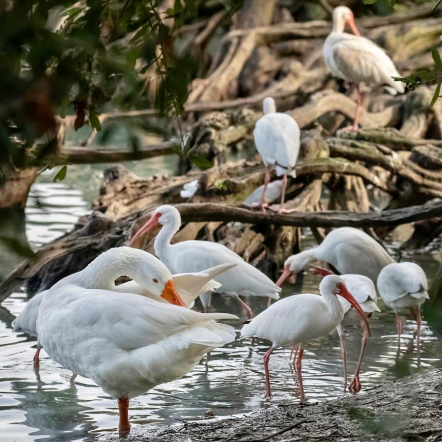 Parks and Recreation - On the Go with Fido