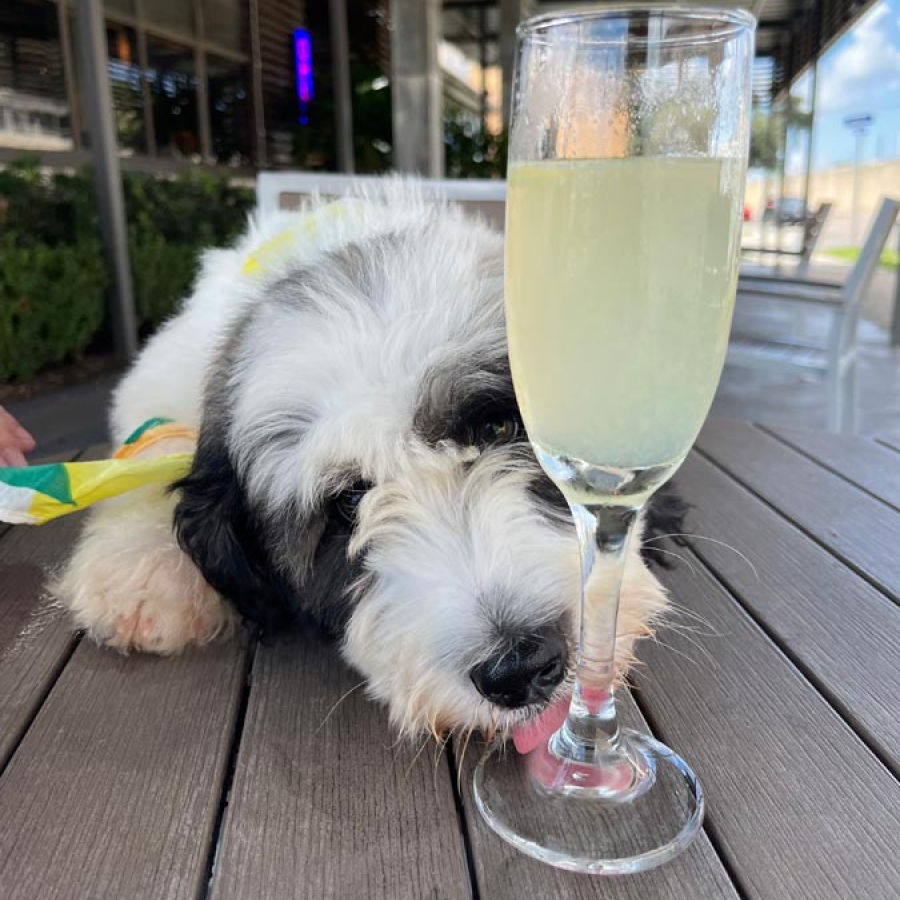 Begging for Brunch - Fetching Spots to Enjoy with Spot