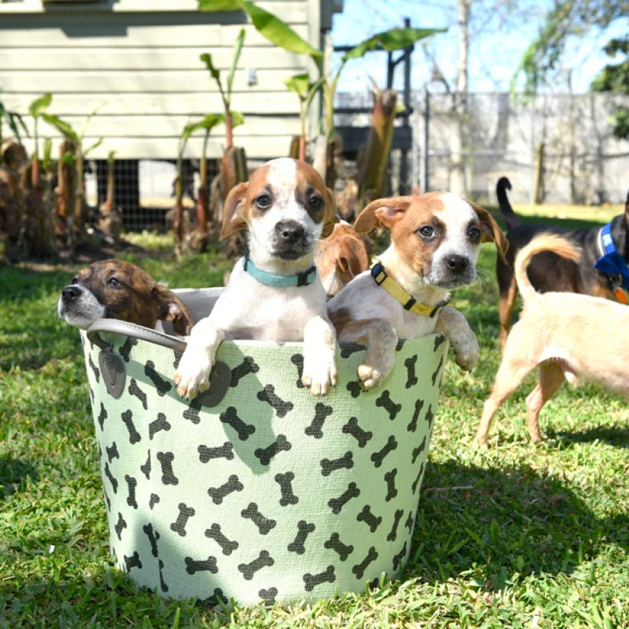Metairie Humane Shelter
