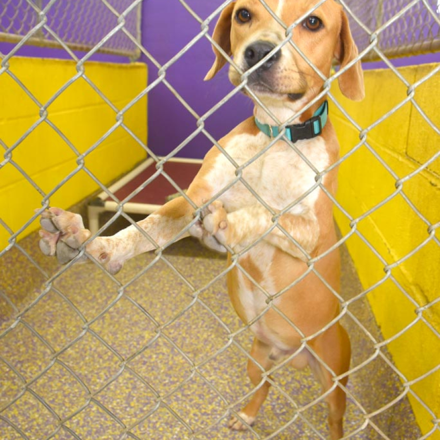 Metairie Humane Shelter