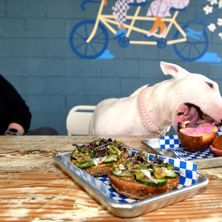 Begging for Brunch - Fetching Spots to Enjoy with Spot