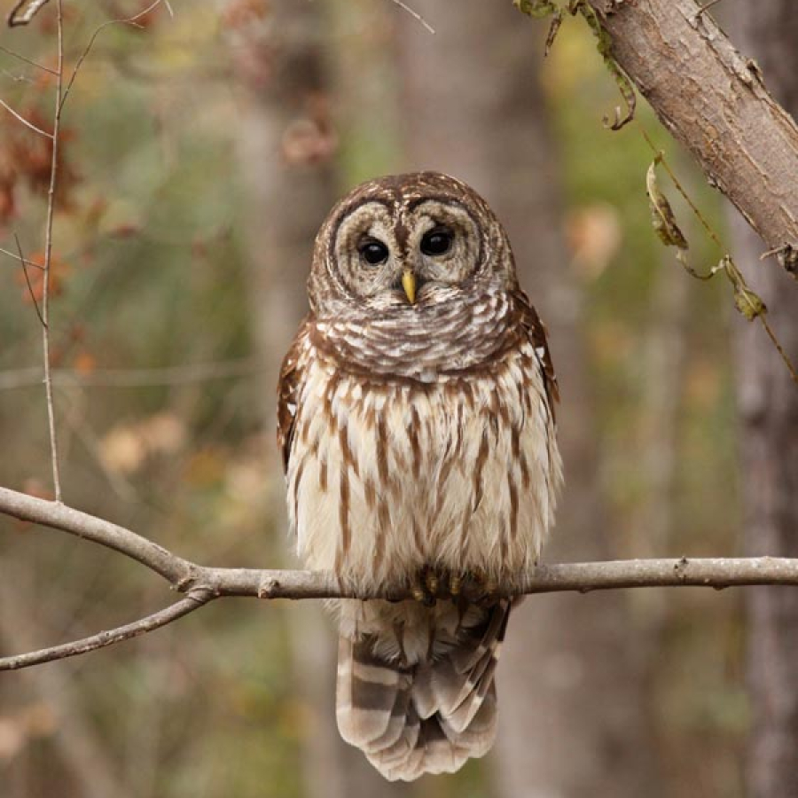 Parks and Recreation - On the Go with Fido