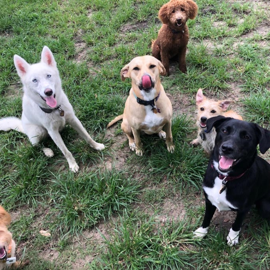 It’s Pawty Time!