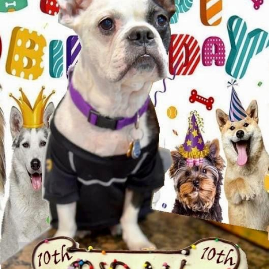 It’s Pawty Time!