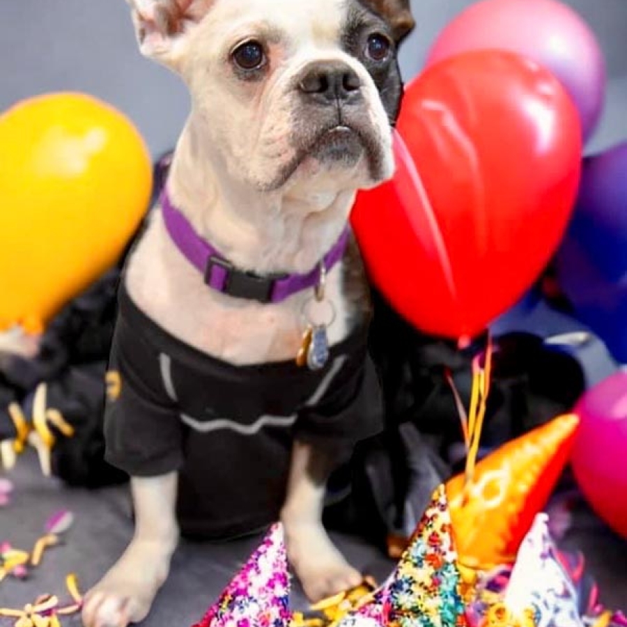 It’s Pawty Time!
