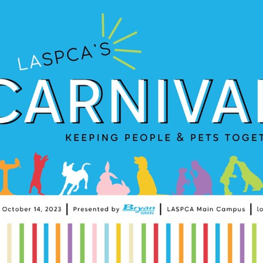 The Fall Season and Your Pets