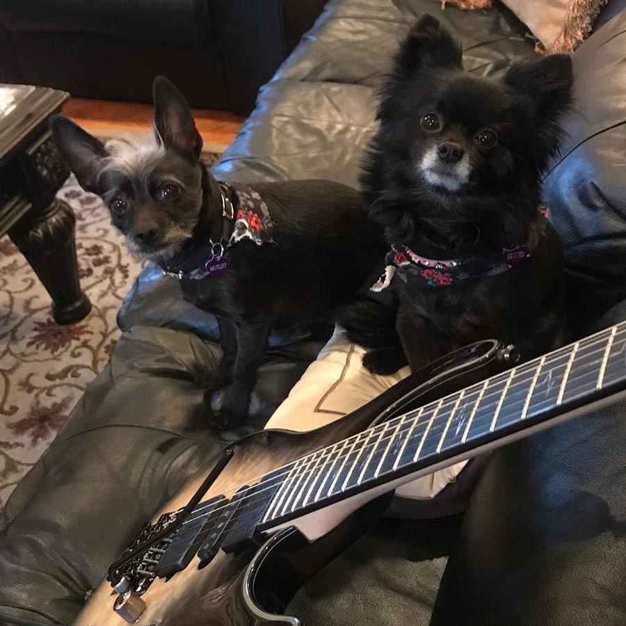 Nita Strauss Answers the Call of the Wild