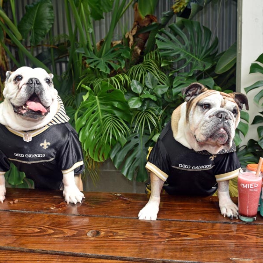 It’s Pawty Time!