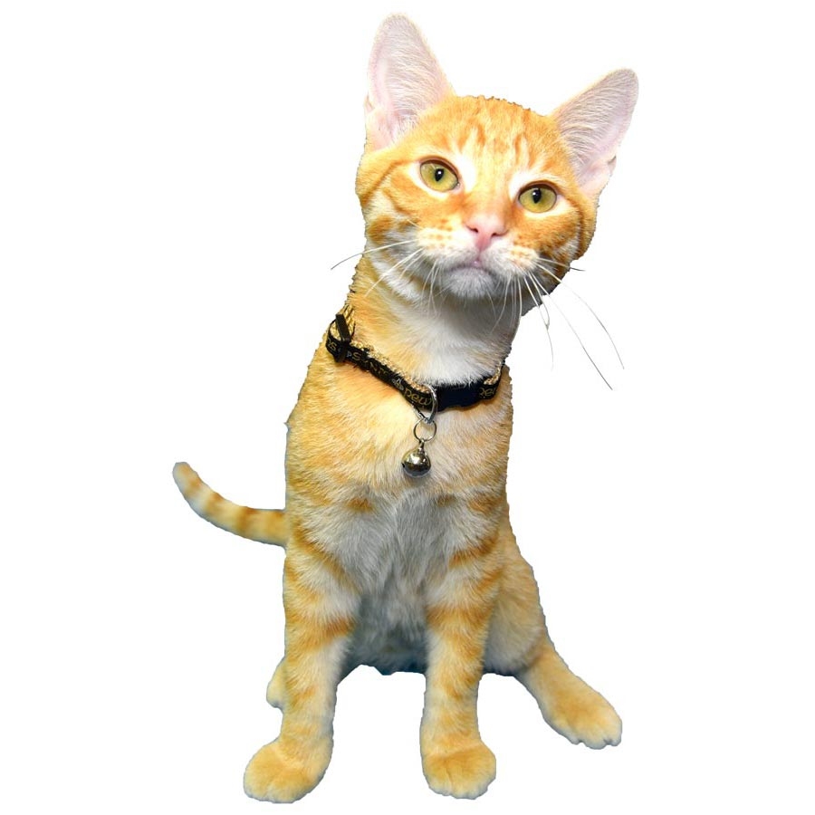 Fall Fashion and Tricks for Treats