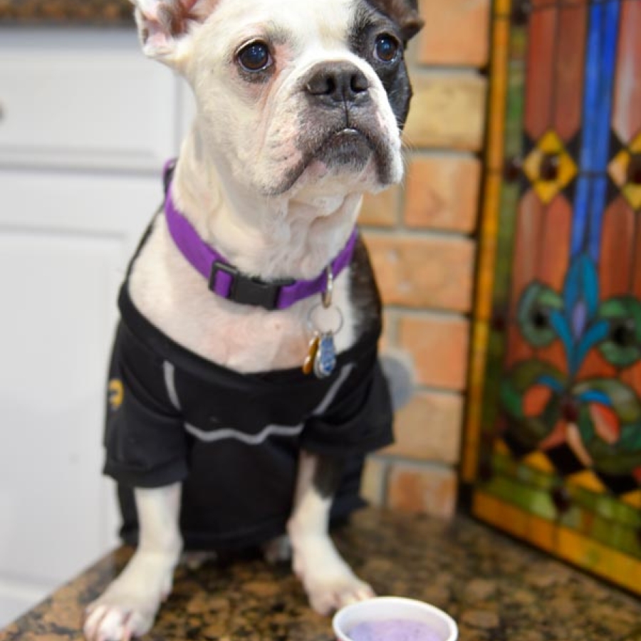 It’s Pawty Time!
