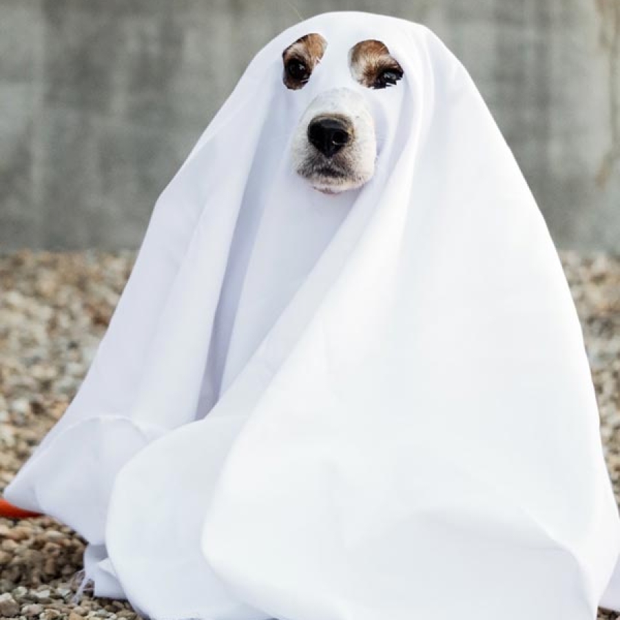 The Fall Season and Your Pets