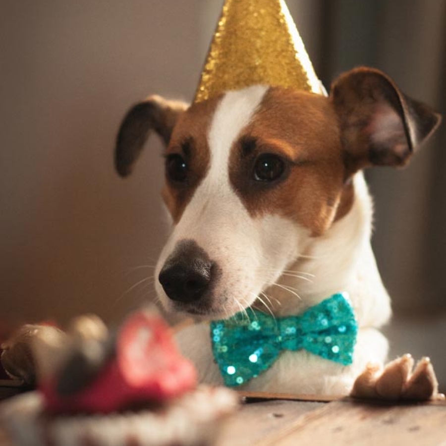 It’s Pawty Time!