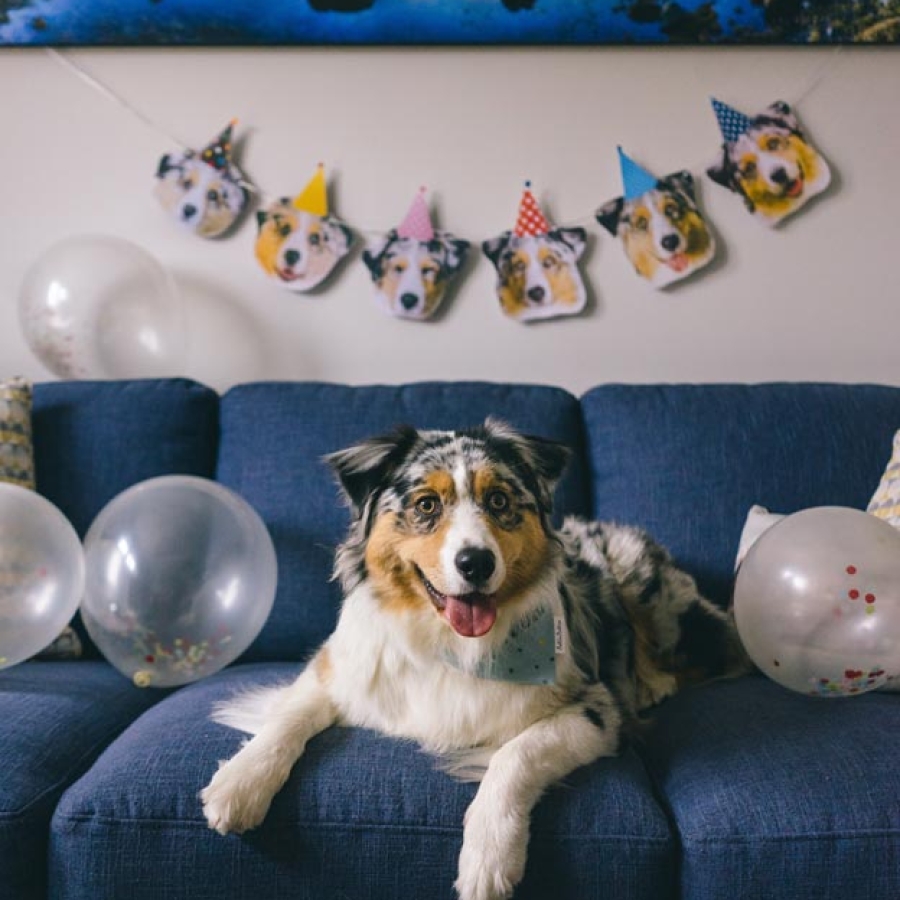 It’s Pawty Time!