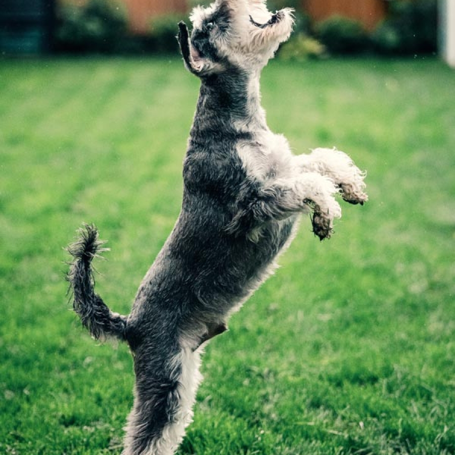 It’s Pawty Time!