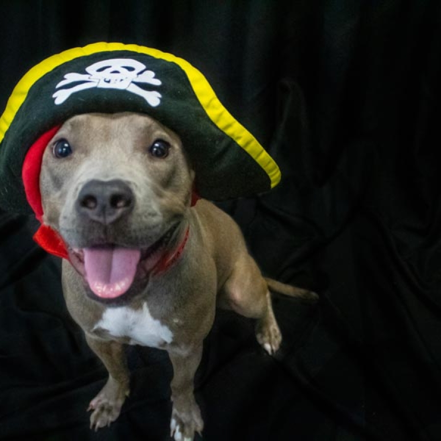 The Fall Season and Your Pets