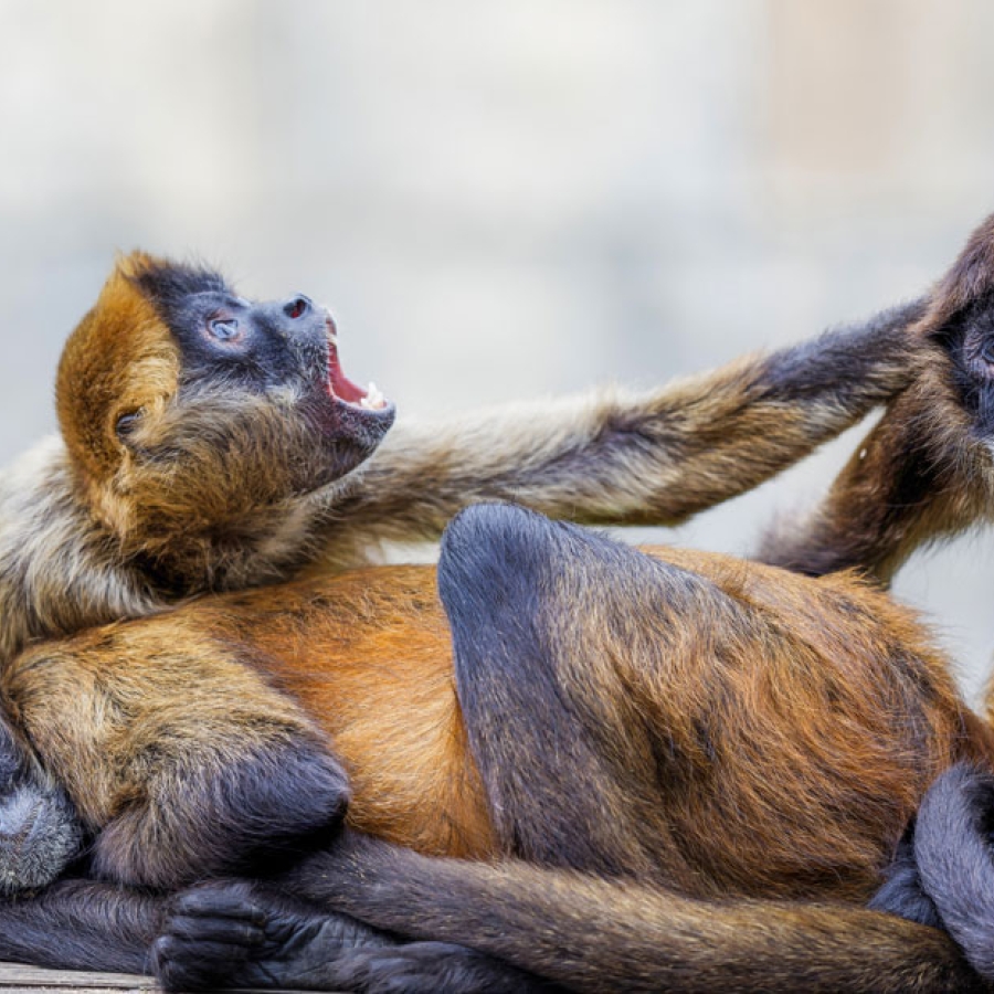 Ron Forman: The Man Who Knew What to Do with a Zoo