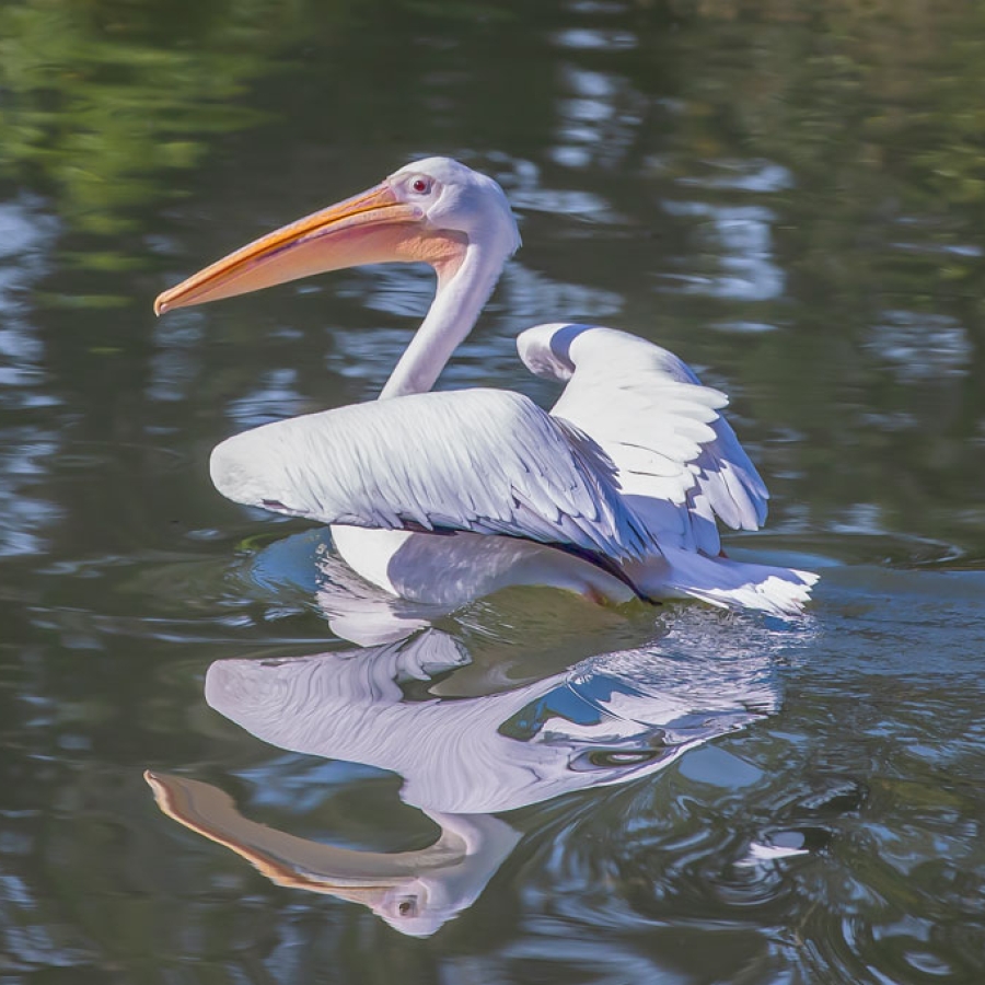 Ron Forman: The Man Who Knew What to Do with a Zoo