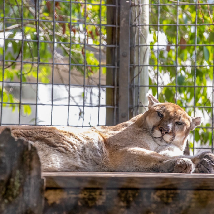 Ron Forman: The Man Who Knew What to Do with a Zoo