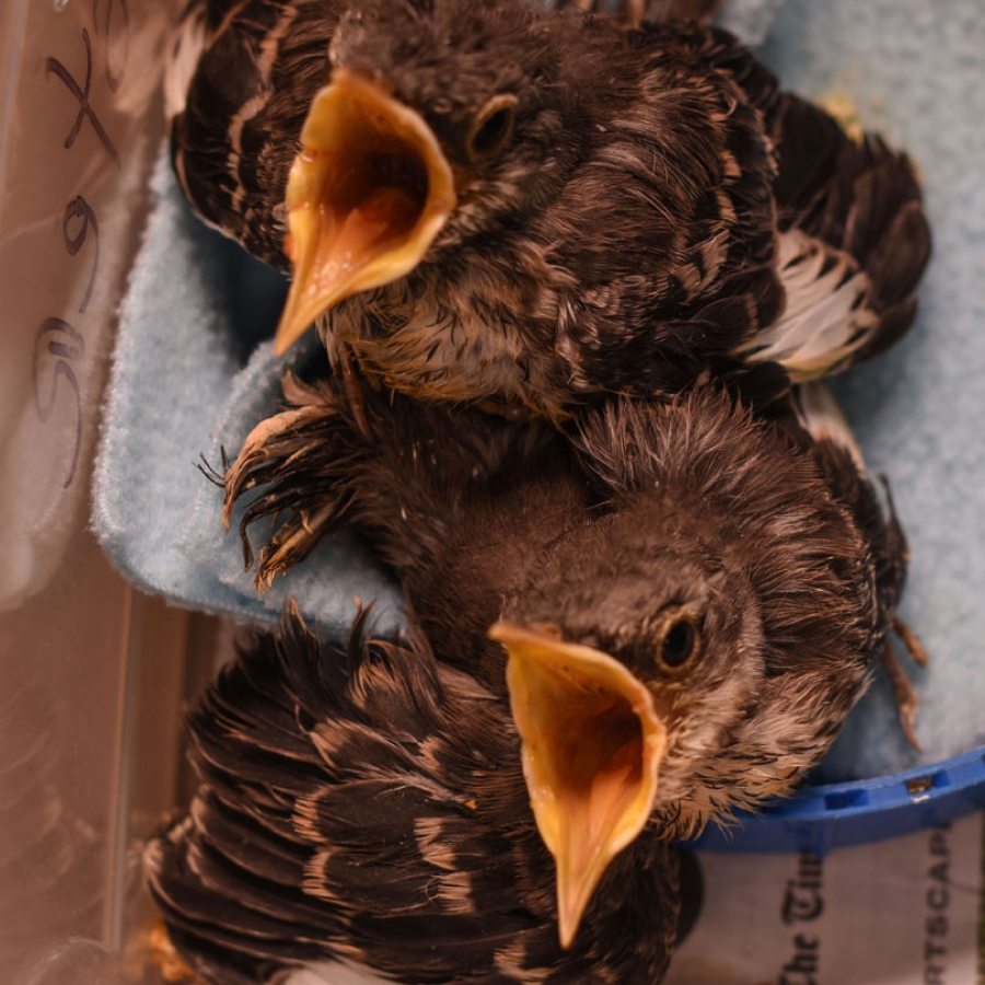 Unsung Heroes of the Wild