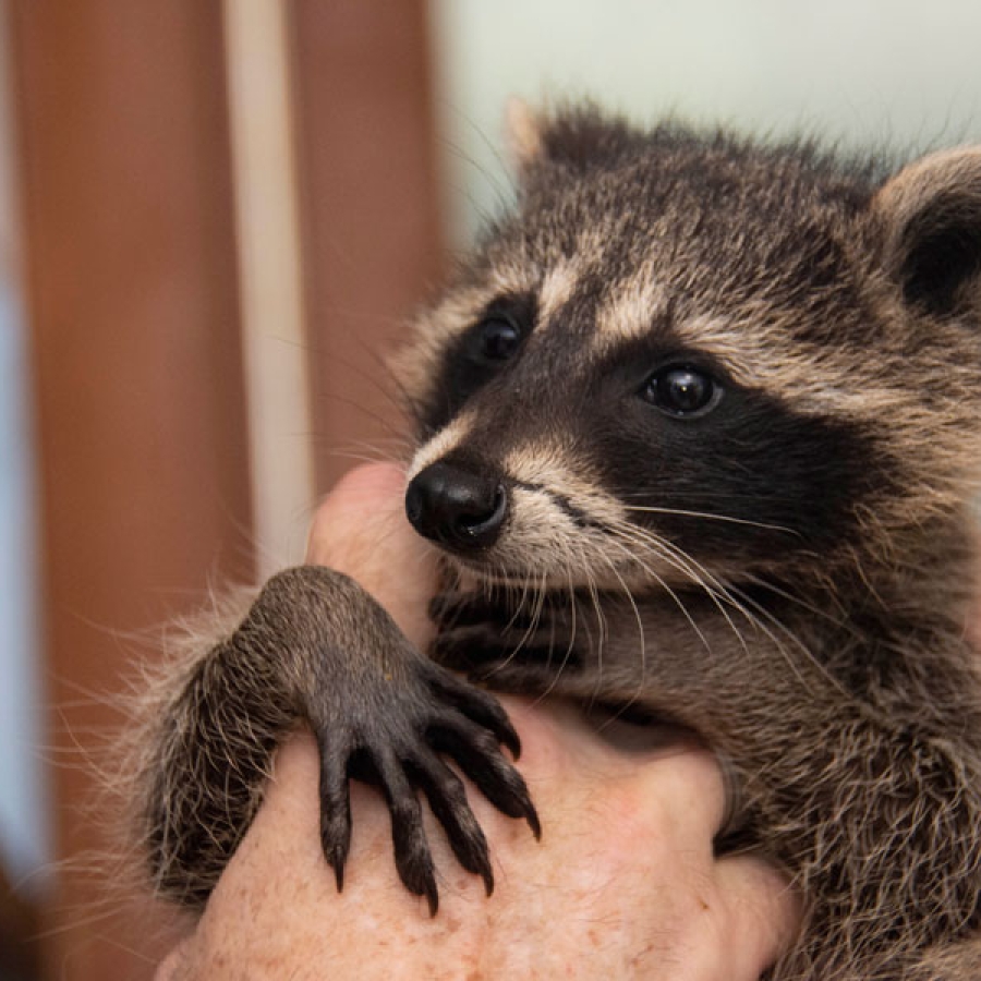Unsung Heroes of the Wild