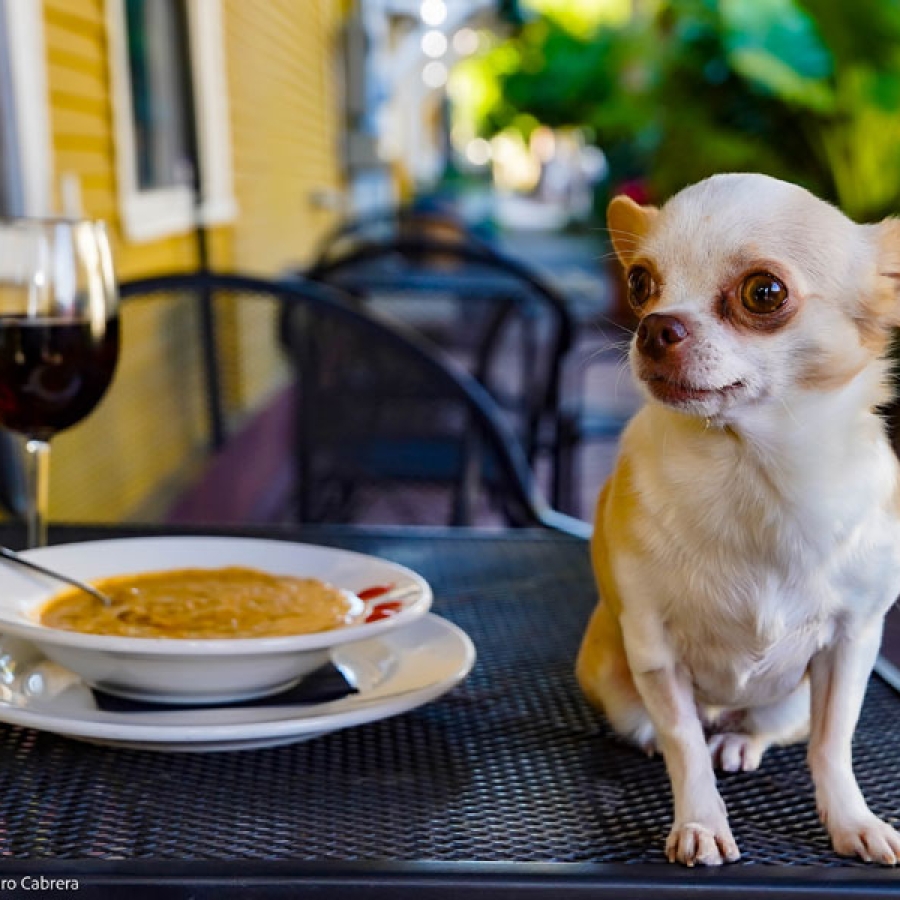 It’s PAWDI Gras Time! Parading with Your Canine Krewe