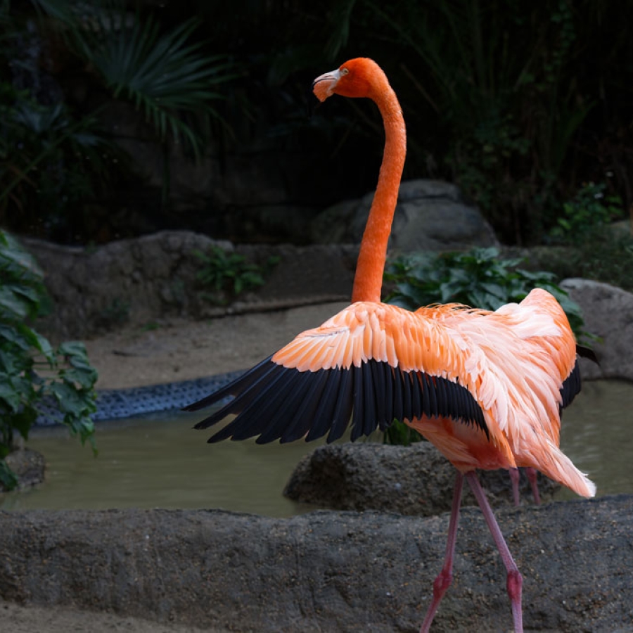 Ron Forman: The Man Who Knew What to Do with a Zoo