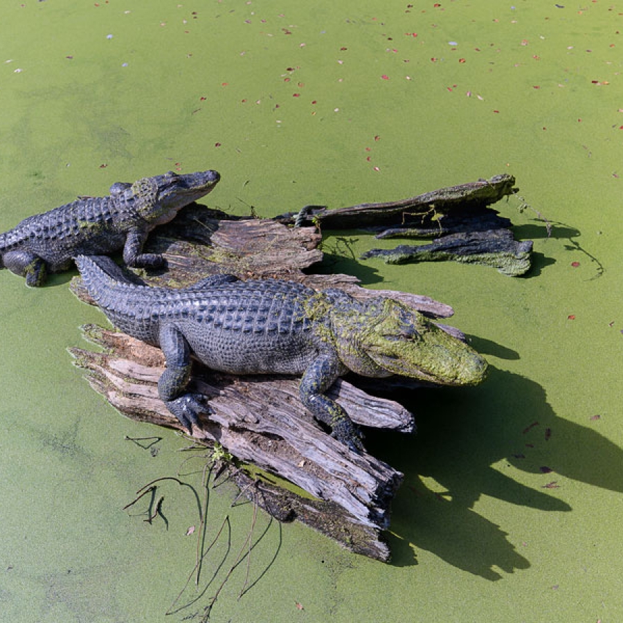 Ron Forman: The Man Who Knew What to Do with a Zoo