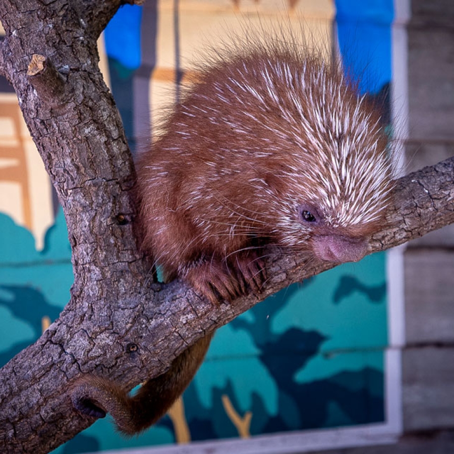 Ron Forman: The Man Who Knew What to Do with a Zoo