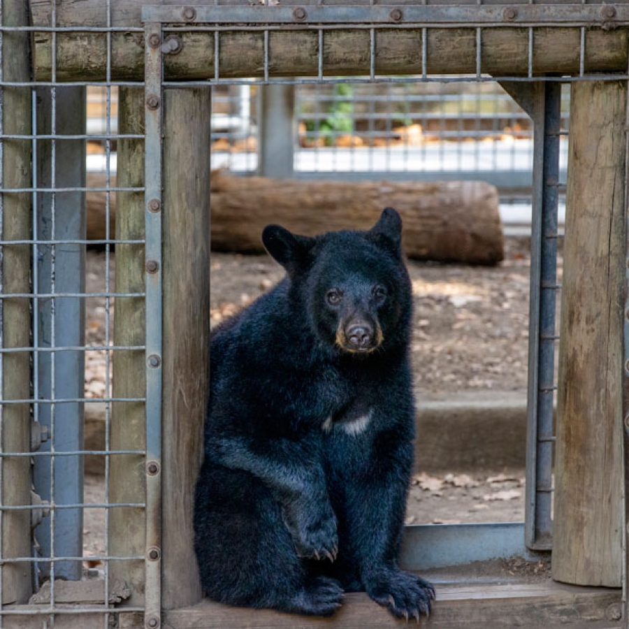 Ron Forman: The Man Who Knew What to Do with a Zoo