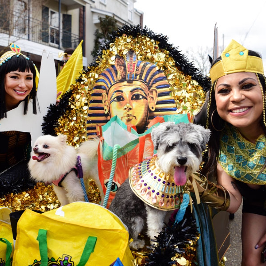 It’s PAWDI Gras Time! Parading with Your Canine Krewe