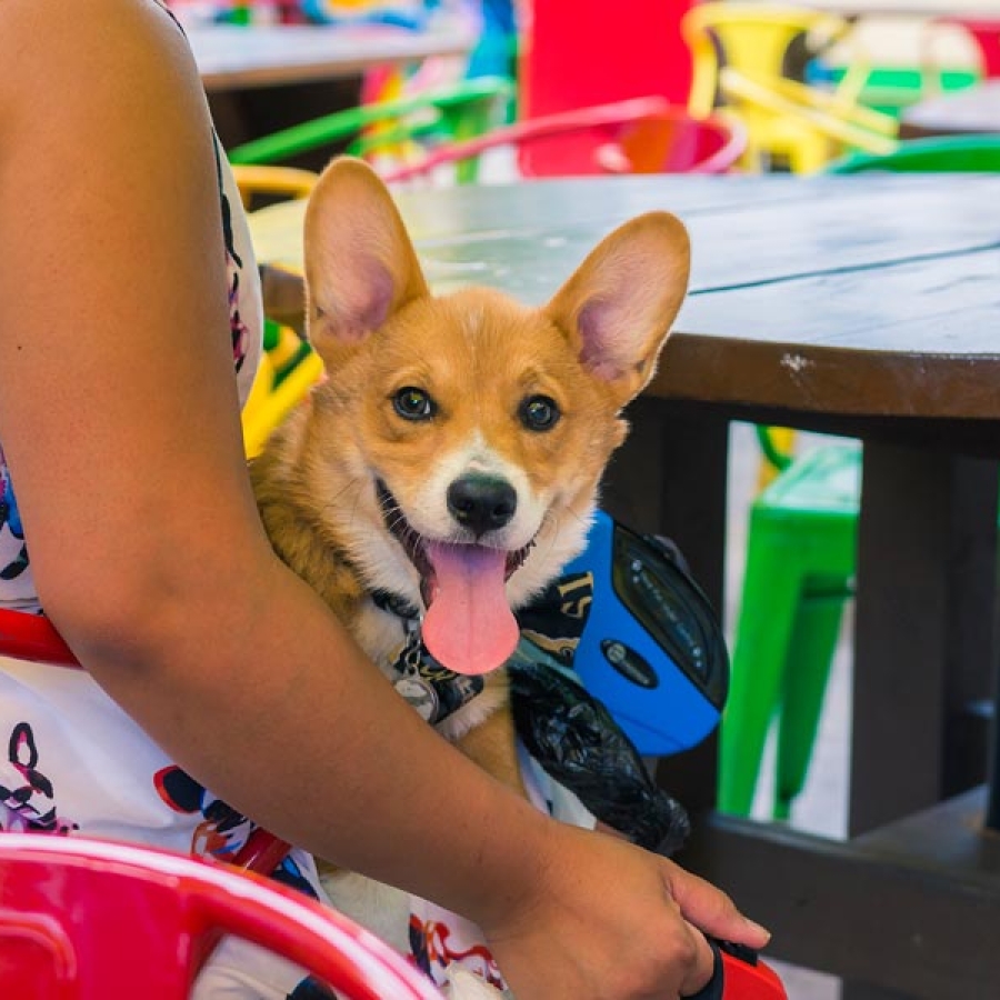 Festing with Fido - Totally Paw-some Pet-Friendly Events and Festivities