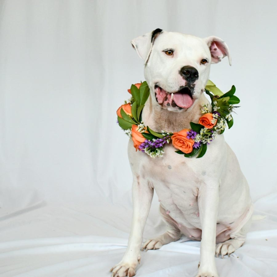 Flea and Tick Season Is Heating Up!