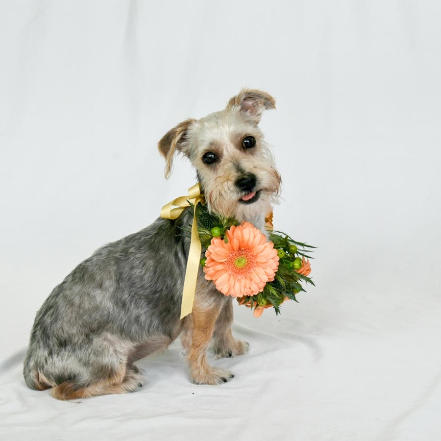 Flea and Tick Season Is Heating Up!