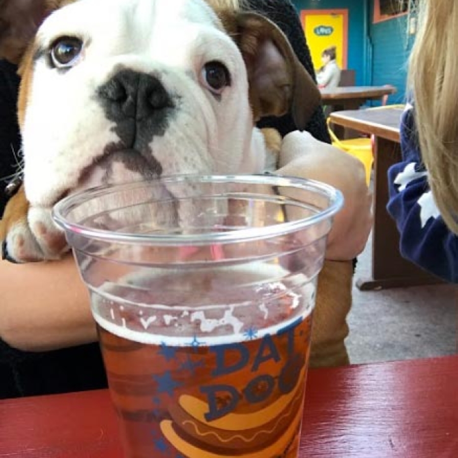 Festing with Fido - Totally Paw-some Pet-Friendly Events and Festivities