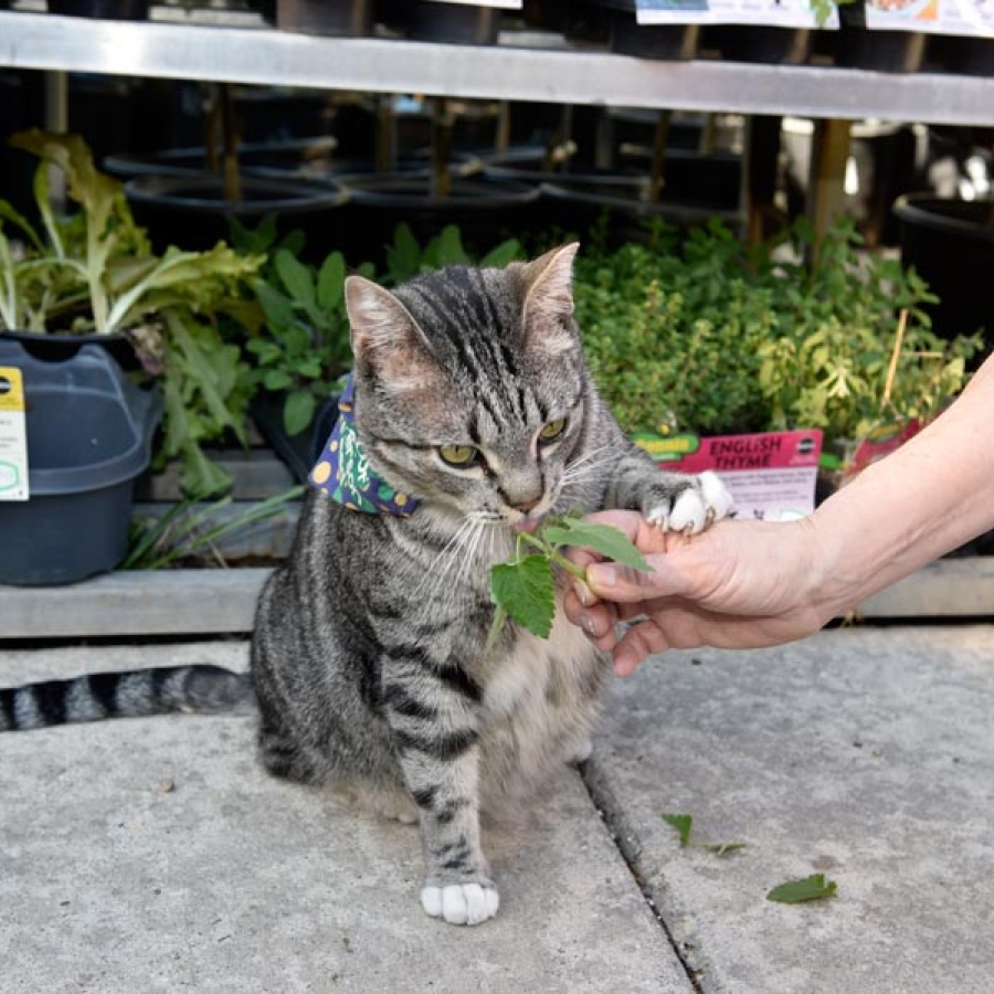 The Community’s Need for Jefferson Feed