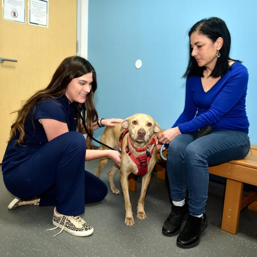What's Up, Doc? Summer Ear Infections