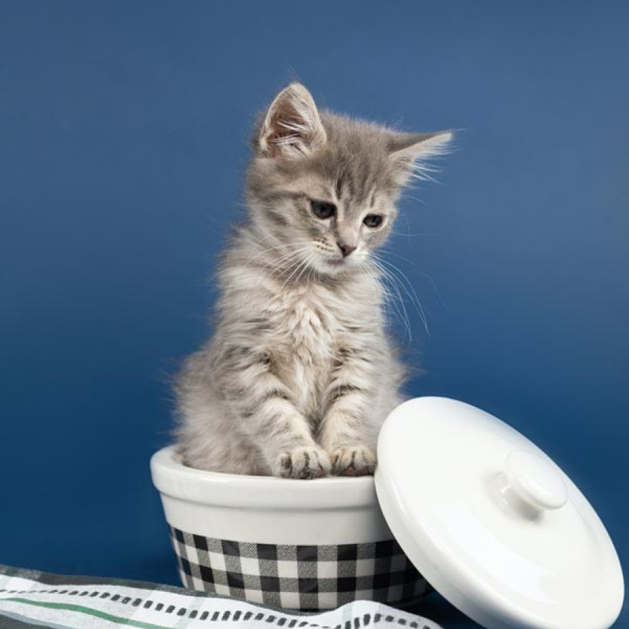 Curiosity and The Cat