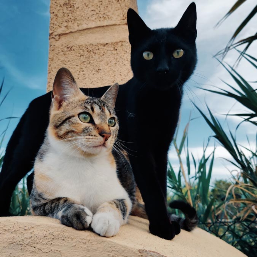 Curiosity and The Cat